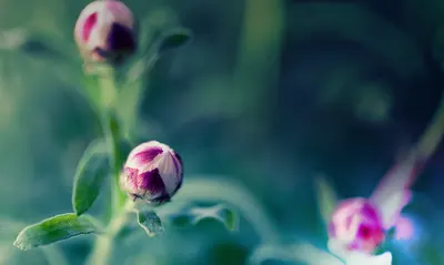 Stanisława Zając - psychologia i psychoterapia